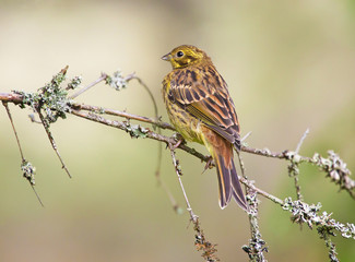 Yellowhammer, (Emberiza citrinella).