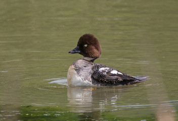 Common goldeneye (Bucephala clangula)