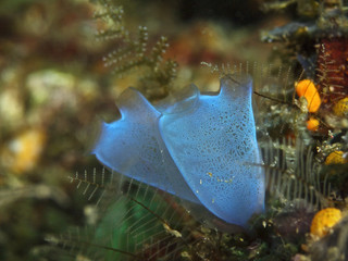 Blue Club Tunicate, Keulenseescheide (Rhopalaea crassa)