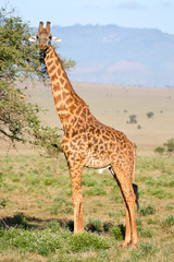 Isolated giraffe pulling tongue