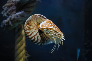 Nautile