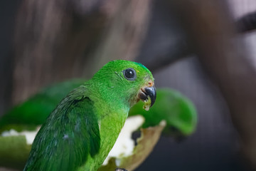 Coryllis à tête bleue