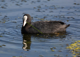 Eurasian coot  (Fulica atra)