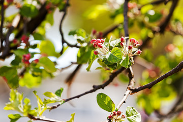 apple flower on the branches