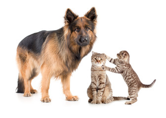 Shepherd dog and cat with frightened kitten