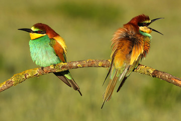 Male and female of European bee-eater. Merops apiaster