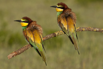 Male and female of European bee-eater. Merops apiaster