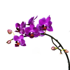 Fototapeta na wymiar orchids Thailand on white background