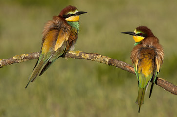 Male and female of European bee-eater. Merops apiaster