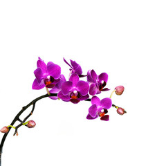 orchids Thailand  on white background