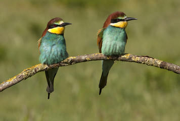 Male and female of European bee-eater. Merops apiaster