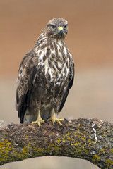Common buzzard. Buteo buteo
