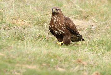 Common buzzard. Buteo buteo