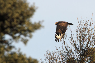 Common buzzard. Buteo buteo
