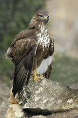 Common buzzard. Buteo buteo