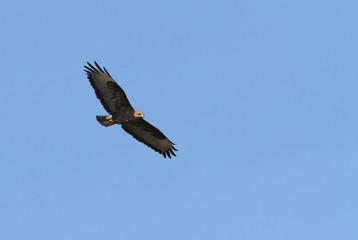 Common buzzard. Buteo buteo