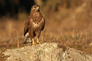 Common buzzard. Buteo buteo