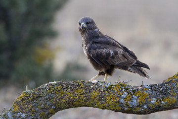 Common buzzard. Buteo buteo