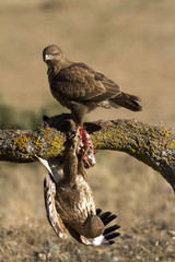 Common buzzard. Buteo buteo