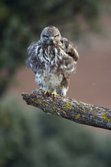 Common buzzard. Buteo buteo