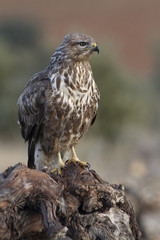 Common buzzard. Buteo buteo