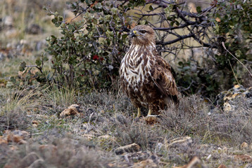 Common buzzard. Buteo buteo
