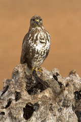 Common buzzard. Buteo buteo