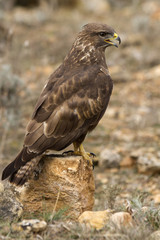 Common buzzard. Buteo buteo