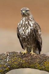 Common buzzard. Buteo buteo