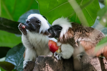 Deux tamarins à crête blanche se nourrissant