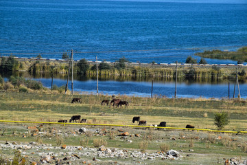 The Lake and the Pasture