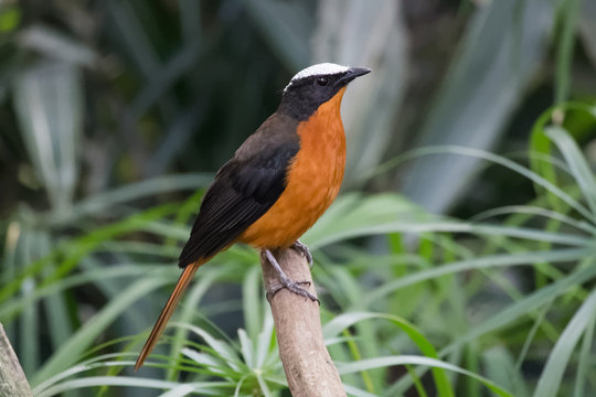 Cossyphe &agrave; calotte blanche
