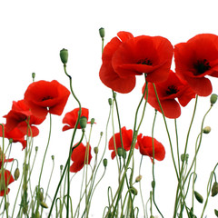 Obraz premium Pole czerwonych maków w lecie