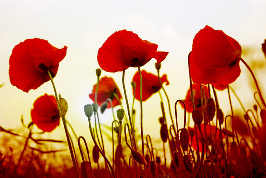 Feld mit roten Mohnblumen im Sommer