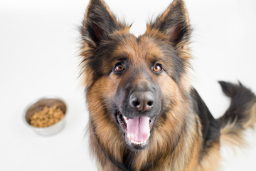 German shepherd long-haired dog sitting near cup with feed