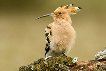 Hoopoe. Upupa epops