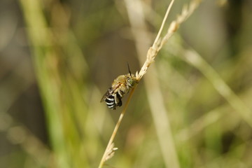 Blue Banded Bumble Bee