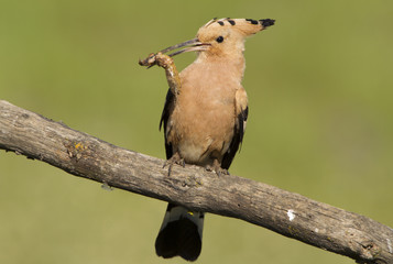 Hoopoe. Upupa epops