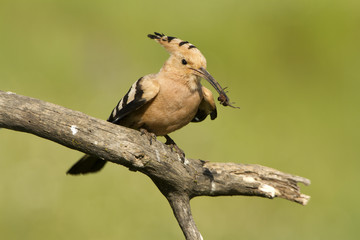 Hoopoe. Upupa epops