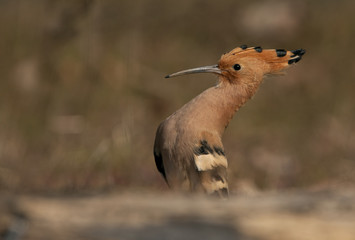 Hoopoe. Upupa epops