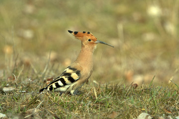 Hoopoe. Upupa epops