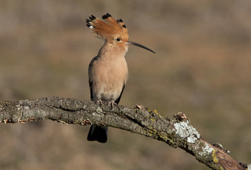 Hoopoe. Upupa epops