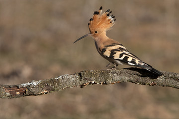 Hoopoe. Upupa epops