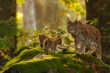 Fotobehang Lynx Lynx met jong