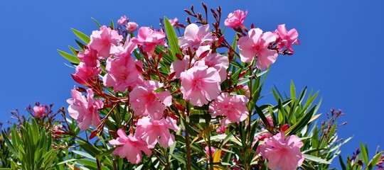 Beautiful, pink nerium oleander flowers,  Apocynaceae