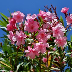 Beautiful, pink nerium oleander flowers,  Apocynaceae