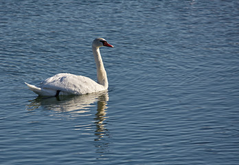 Swan on a river