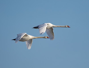 Swans in flight