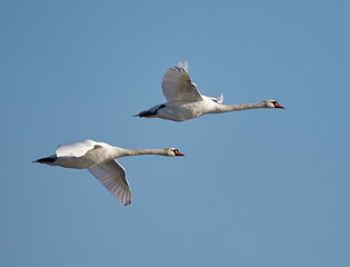 Swans in flight