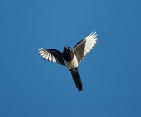 European magpie in flight